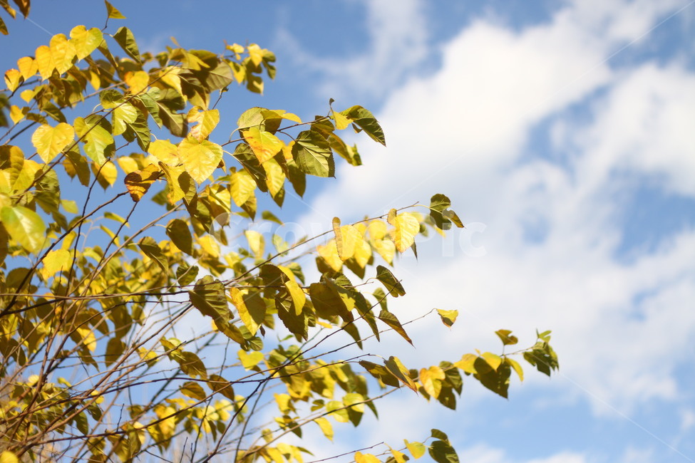 가을,나무,하늘,autumn,낙엽,가을,계절,fall,autumn,season,식물,자연,plants,nature,plant,leaf,잎