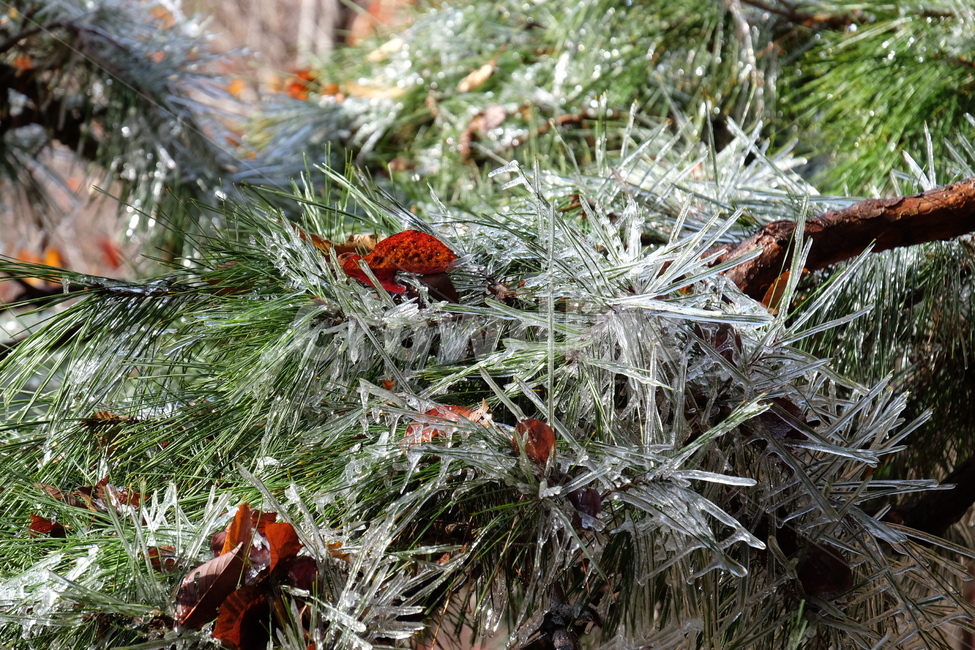 겨울,자연,식물,나무,얼음,솔,ice,nautre,plant,winter,tree,고드름,추운,차가움,시원,단풍,겨울,계절,winter,season,식물,자연,plants,nature