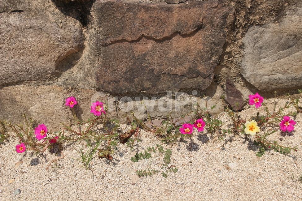 돌담,꽃,채송화,전통,돌,담,식물,자연,plants,nature,꽃,flower