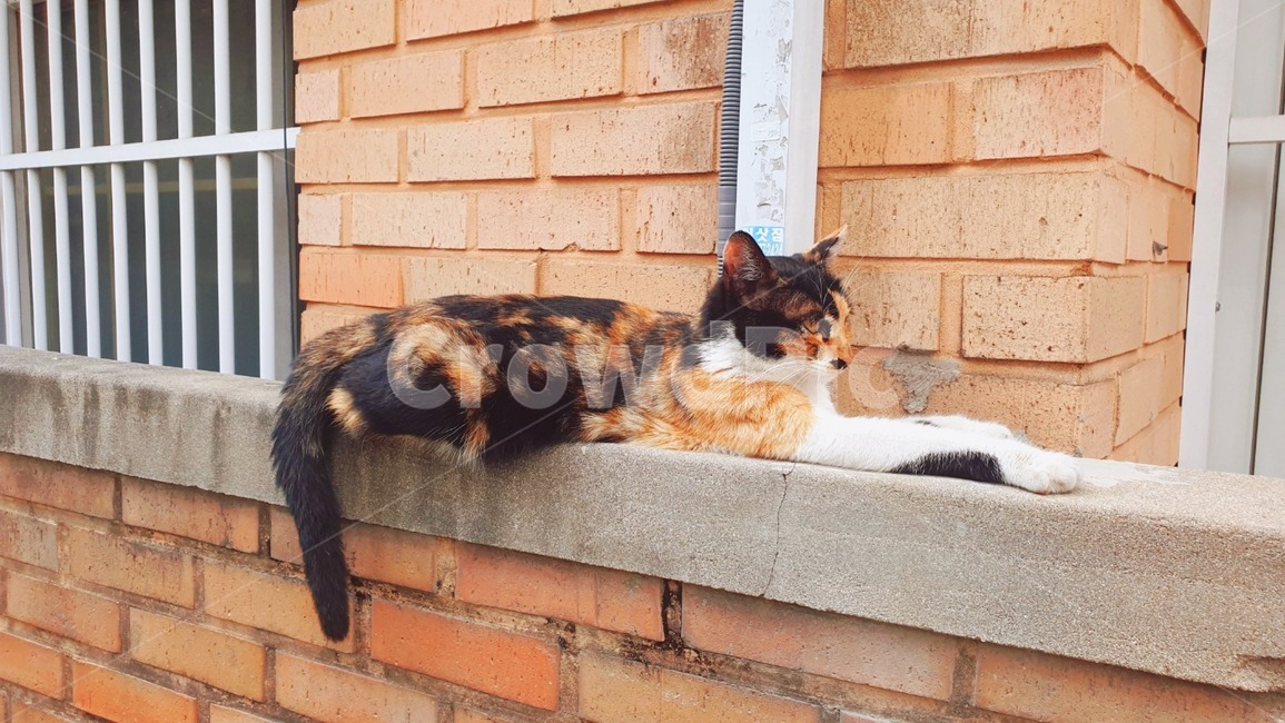 고양이,오후,cat,휴식,rest,고양이옆모습,고양이옆태,휴식시간,동물,animal,포유류,mammal,고양이,cat,kitten,kitty