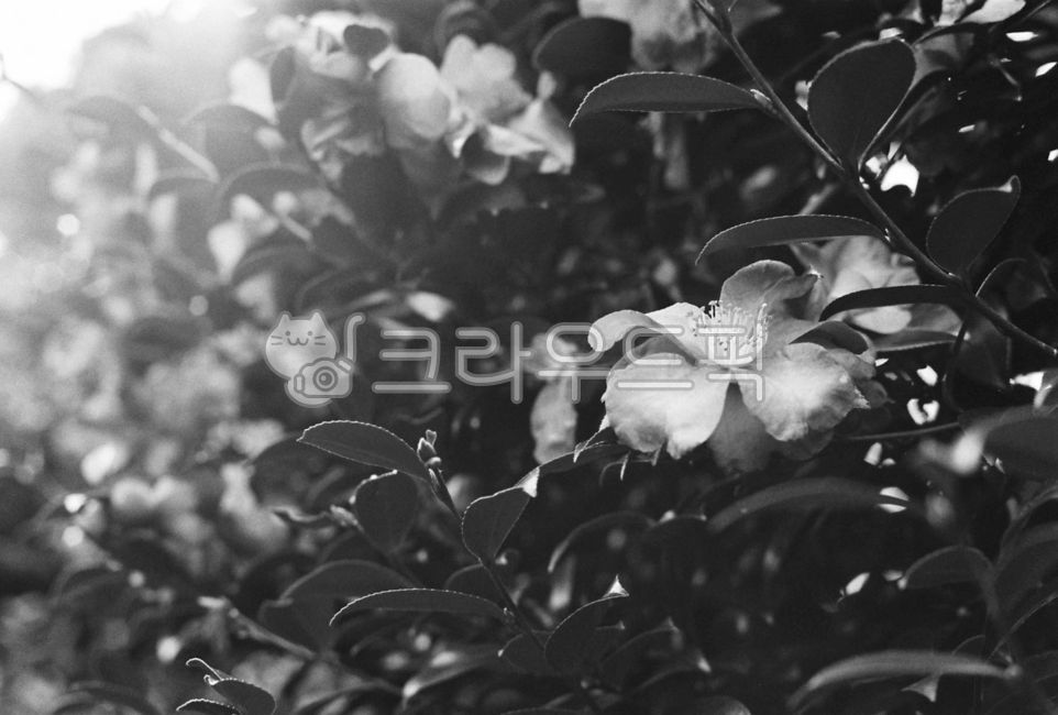 꽃,동백꽃,겨울,흑백,필름