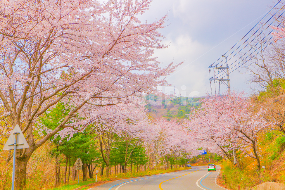 벚꽃,봄,꽃,울산,cherryblossom,flower,spring,ulsan,pink,봄,계절,spring,season,자연,풍경,nature,landscape,plant,식물