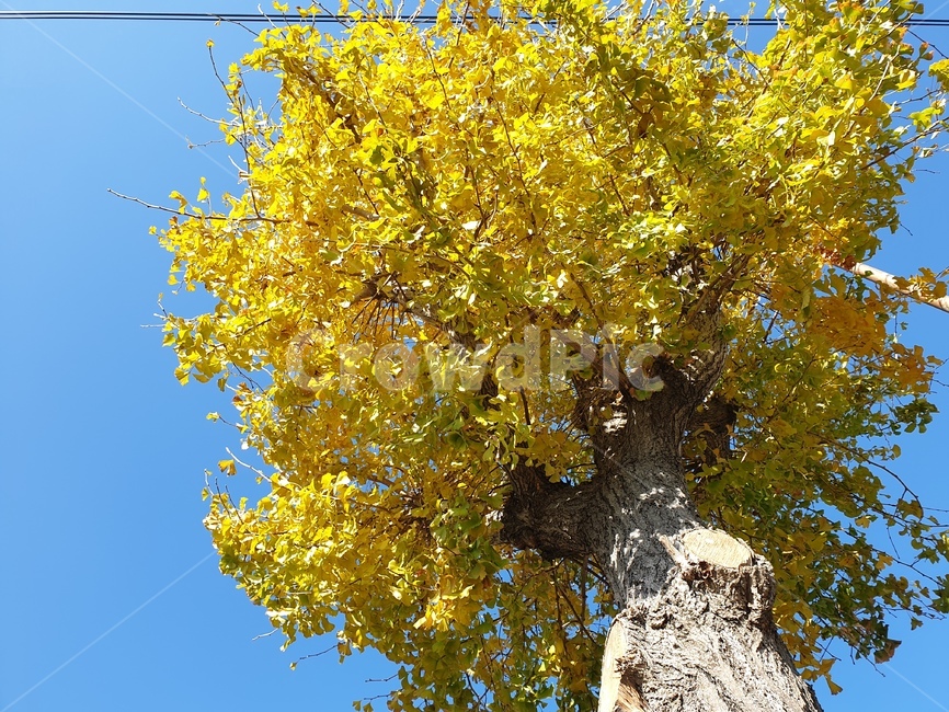 plant,나무줄기,식물,tree,나무,treetrunk,은행나무,은행,나뭇잎,가을,은행잎,단풍,가을나무,노란잎
