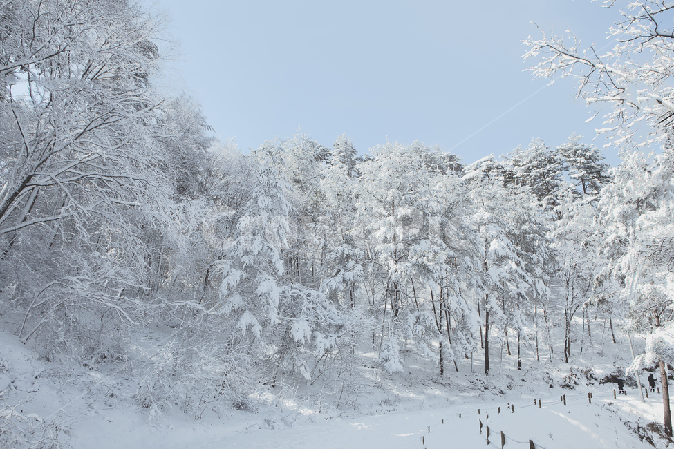 겨울,눈,설경,폭설,눈보라,한겨울,추위,나무,침엽수,등산로,설산,눈꽃,눈꽃축제,눈꽃세상,겨울나라,설국,배경,풍경,한파,기상,날씨,자연,겨울,계절,winter,season,자연,풍경,nature,landscape,outdoors,옥외,tree,plant,식물