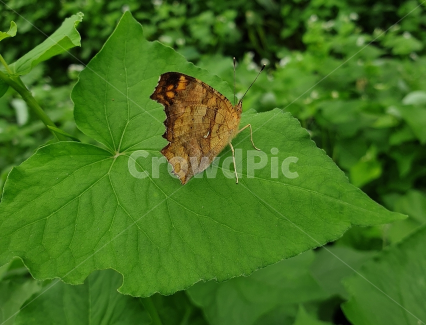 자연,가을,나비,들,곤충,동물,animal,곤충,벌레,insect,bug