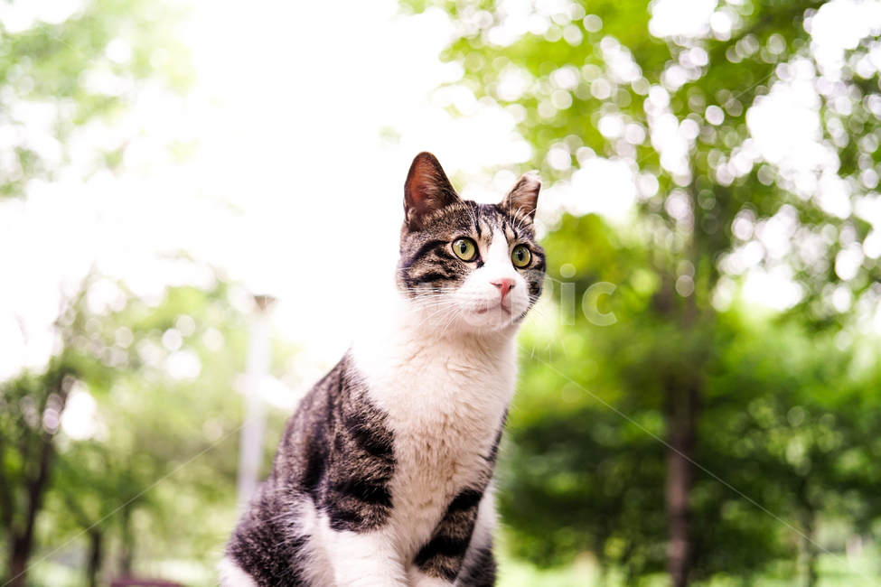 고양이,동물,포유류,길냥이,cat,animal,pet,동물,animal,포유류,mammal,고양이,cat,kitten,kitty