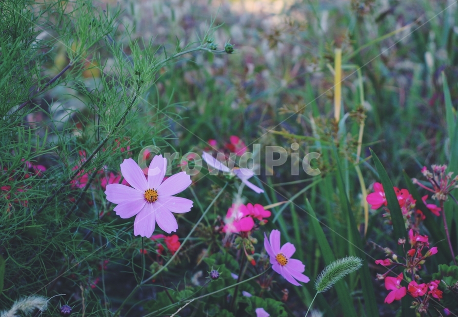 가을,꽃,식물,코스모스,cosmos,가을,계절,fall,autumn,season,식물,자연,plants,nature,꽃,flower,plant,blossom,geranium,제라늄