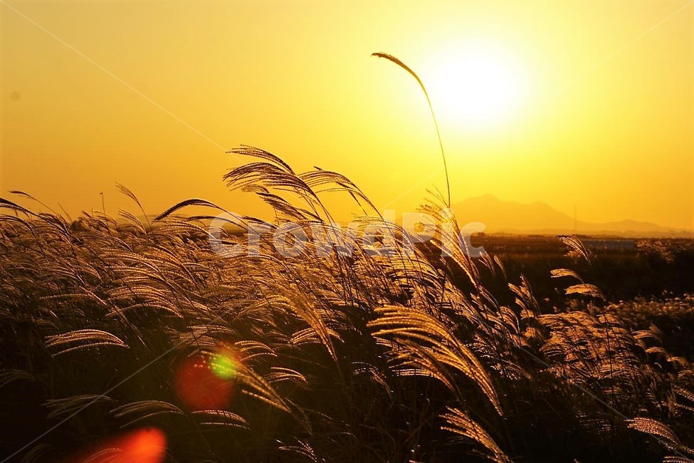 가을,억새,식물,자연,일몰,태양,nature,fall,감성,서정,autumn,가을,계절,fall,autumn,season,자연,풍경,nature,landscape,grass,잔디,plant
