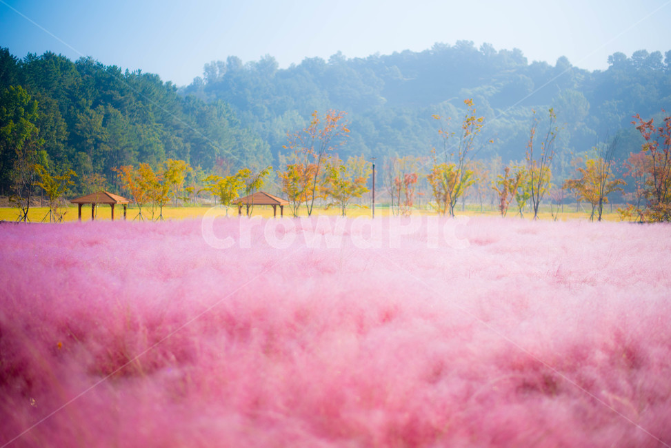 핑크뮬리,꽃,분홍꽃,갈대,핑크갈대,가을,계절,fall,autumn,season,자연,풍경,nature,landscape,outdoors,옥외