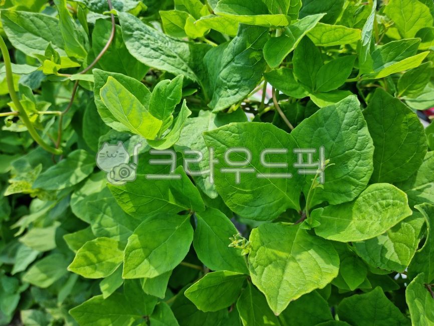 잎, leaf, 더덕, 더덕잎, 약초, 사진,이미지,일러스트,캘리그라피 - 히든스카이작가