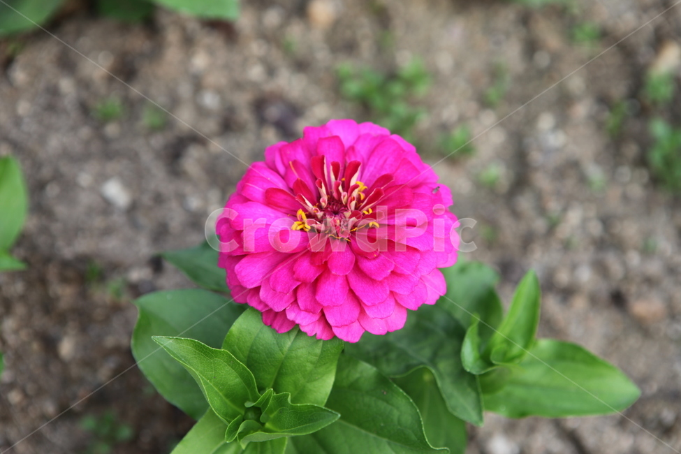 식물,꽃,수목원,여름,flower,식물,자연,plants,nature,꽃,flower