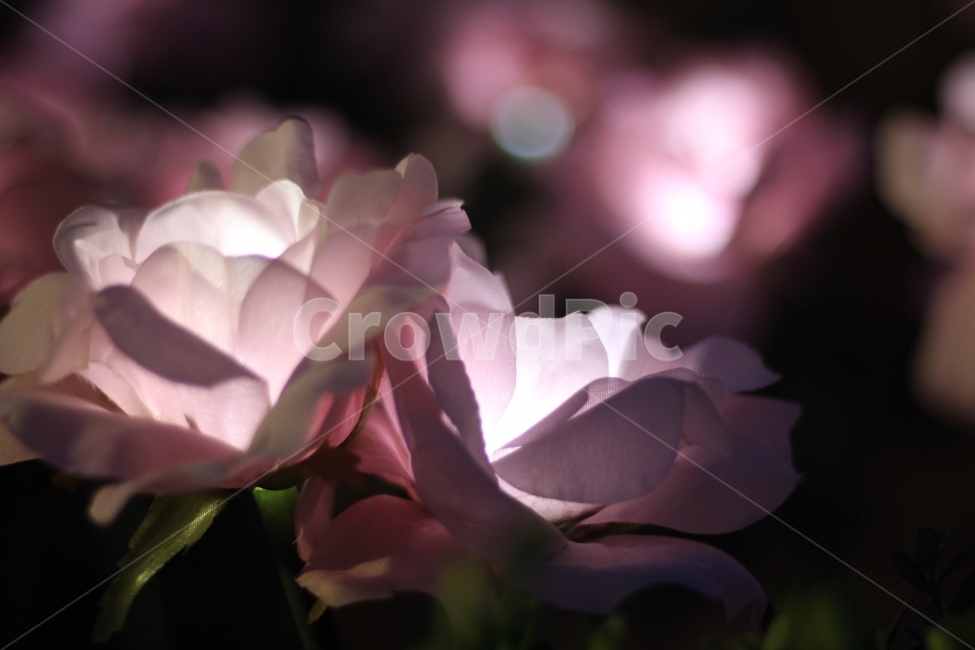 LED,장미,꽃,야경,저녁,힐링,조화,감성사진,야경,밤,풍경,nightscape,night,landscape,꽃,flower,감성,sensible,feeling,plant,식물,blossom