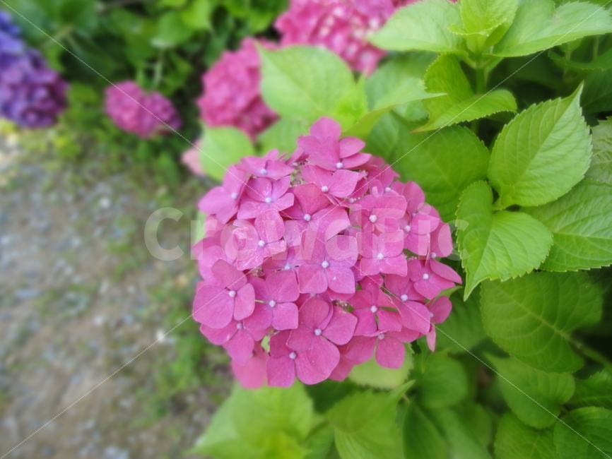 수국,꽃,플라워,flower,수국꽃,스프링,봄,spring,꽃사진,식물,자연,plants,nature,꽃,flower
