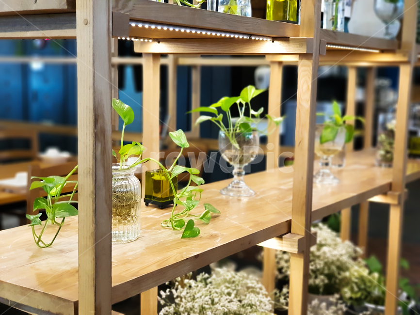 꽃,나무,선반,자연,화분,실내용화초,화분,화초,house plant