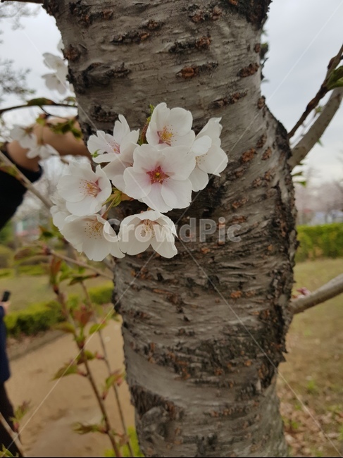 꽃,벚꽃,나무,봄,하늘,봄,계절,spring,season,식물,자연,plants,nature,꽃,flower,plant