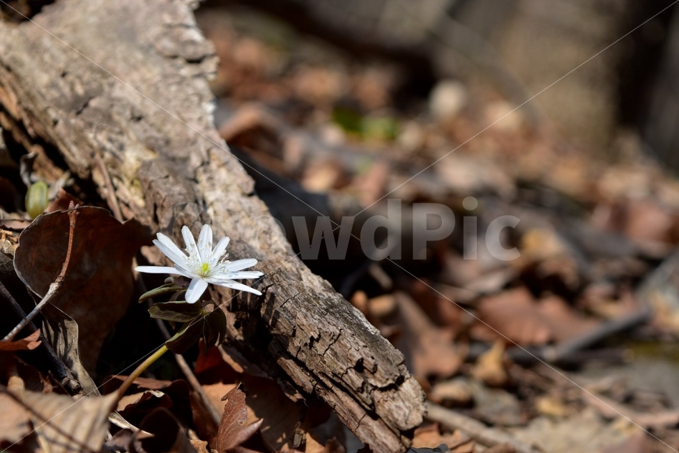 꿩의바람꽃,봄,야생화,꽃,화야산,경기도,봄꽃,감성,wildfolwer,산꽃,들꽃,봄야생화,햇살,햇빛,미나리아재비과,바람꽃속,덧없는사람,금지된사랑,사랑의괴로움,AnemoneraddeanaRegel,식물,식생,자연,식물,자연,plants,nature,꽃,flower