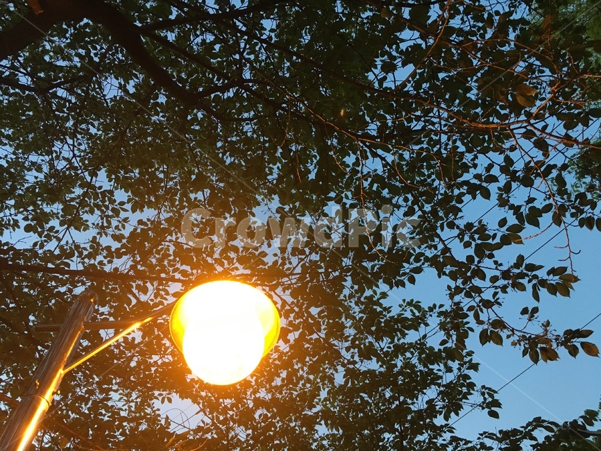 가로등,저녁,조명,가로수,나무