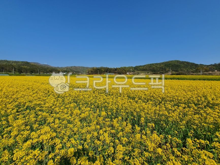 영암유채꽃,영암월출산,유채꽃,자연,nature,월출산