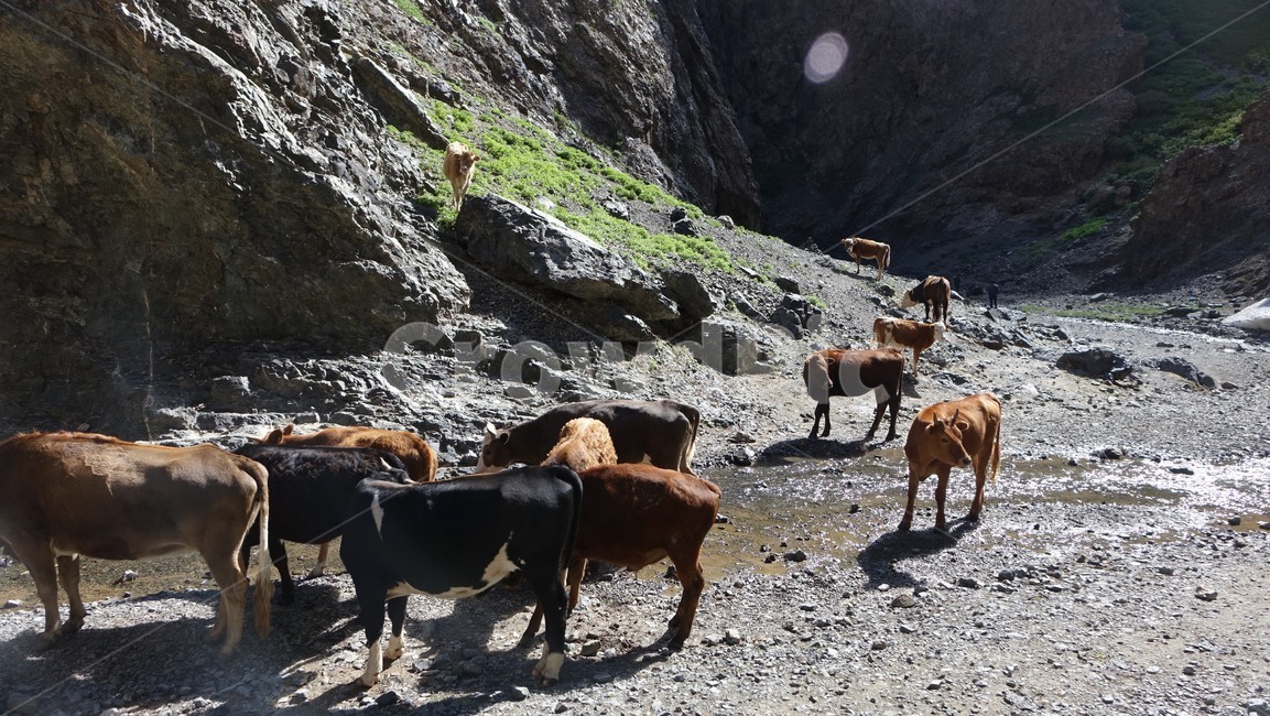 자연,nature,소,계곡,valley,cow,animal,동물,cattle,가축,mammal,포유류