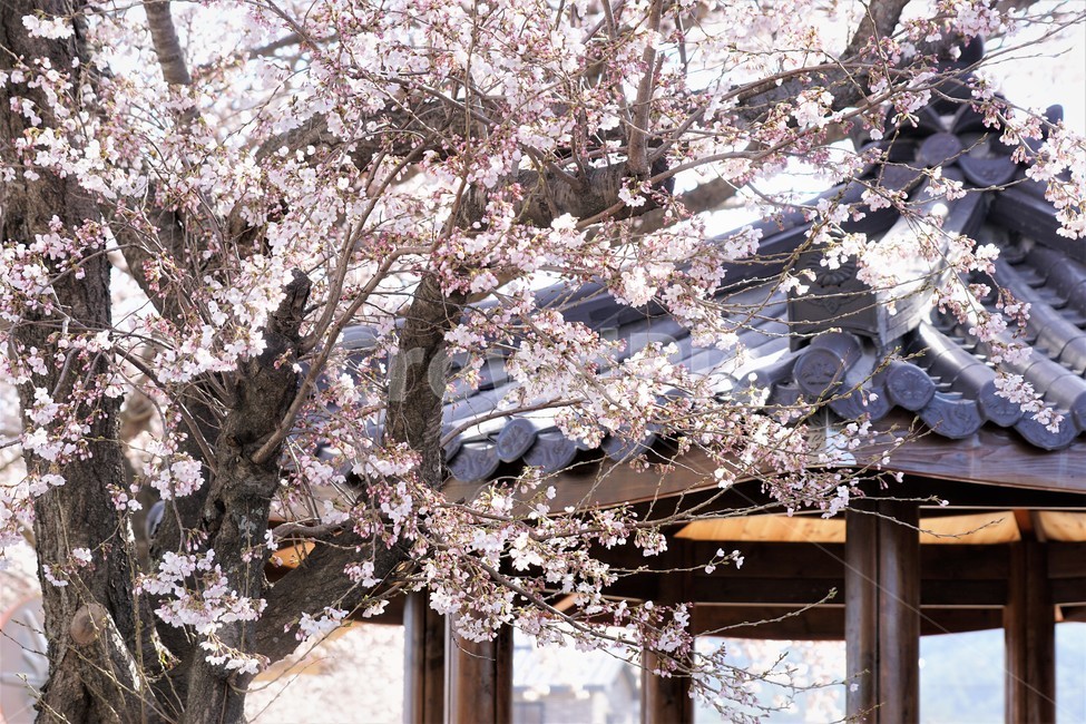봄,벚꽃,자연,식물,나무,아름다움,봄날,정자,pink,따뜻함,꽃길,길,꽃놀이,spring,nature,season,beauty,flower,tree,봄,계절,spring,season,꽃,flower,plant,blossom,cherry blossom