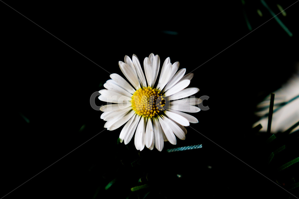 plant,식물,꽃,flower,데이지