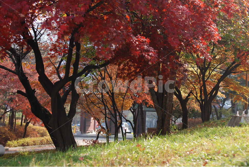 가을,풍경,나무,단풍,감성,가을,계절,fall,autumn,season,자연,풍경,nature,landscape,tree,plant,식물,tree trunk,나무 줄기
