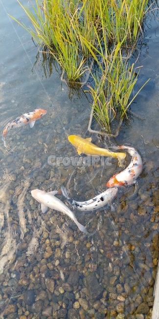 fish,물고기,잉어,물,water,연못,동물,animal,어류,물고기,fish