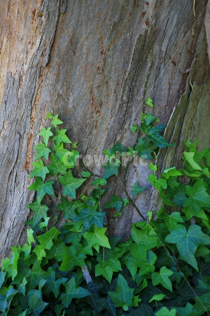 나무,담쟁이,ivy,식물,덩쿨,숲,공원,야외,초록,자연,풍경,녹색,큰나무,tree,park,나뭇결,식물,자연,plants,nature