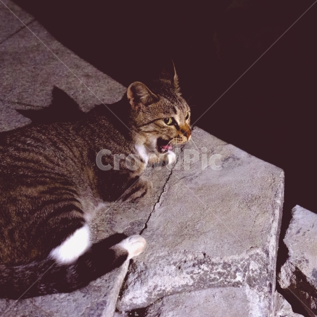 길거리,고양이,근접,저녁,동물,동물,animal,포유류,mammal,고양이,cat,kitten,kitty