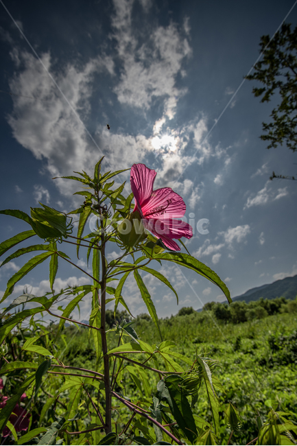 꽃,여름,하늘,구름,초록,분홍,빨강,빛,식물,자연,plants,nature,꽃,flower