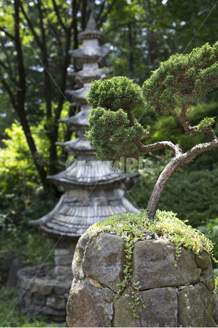 석탑,조형,조경,사찰,문화유산,한국전통,한국문화,korean traditional,korean culture,식물,자연,plants,nature,나무,trees,wood,조각상,동상,석상,조형물,statue,bronze statue,stone statue,종교,신앙,religion,belief,faith