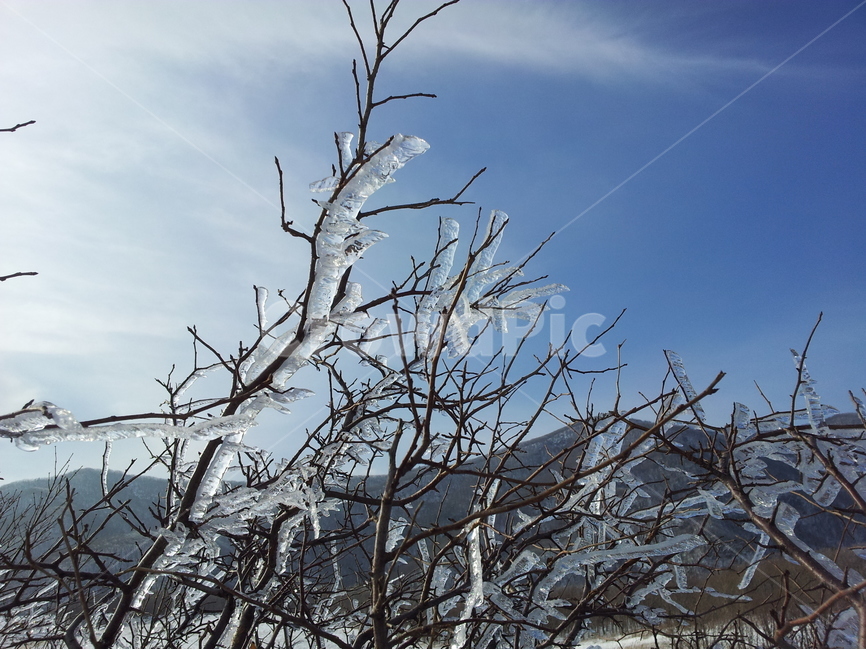 오대산,설경,상고대,겨울,눈,국립공원,겨울,계절,winter,season,자연,풍경,nature,landscape,한국자연풍경,한국자연경관,korea nature landscape,식물,plants,나무,trees,wood,outdoors,옥외,ice,빙,snow