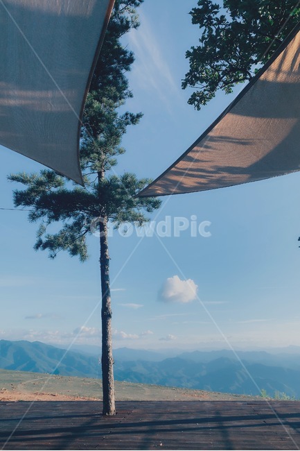 하늘,타프,나무,tree,식물