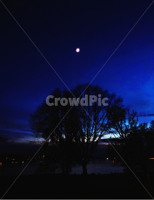 밤,나무,달,moon,tree,night,해외,밴쿠버,vancouver