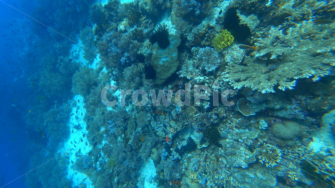 water,물,sea,바다,nature,자연,ocean,대양,해양생물,reef,암초,동물,scubadiving,스쿠버다이빙,sport,스포츠,해양스포츠,sealife,무척추동물,invertebrate,animal