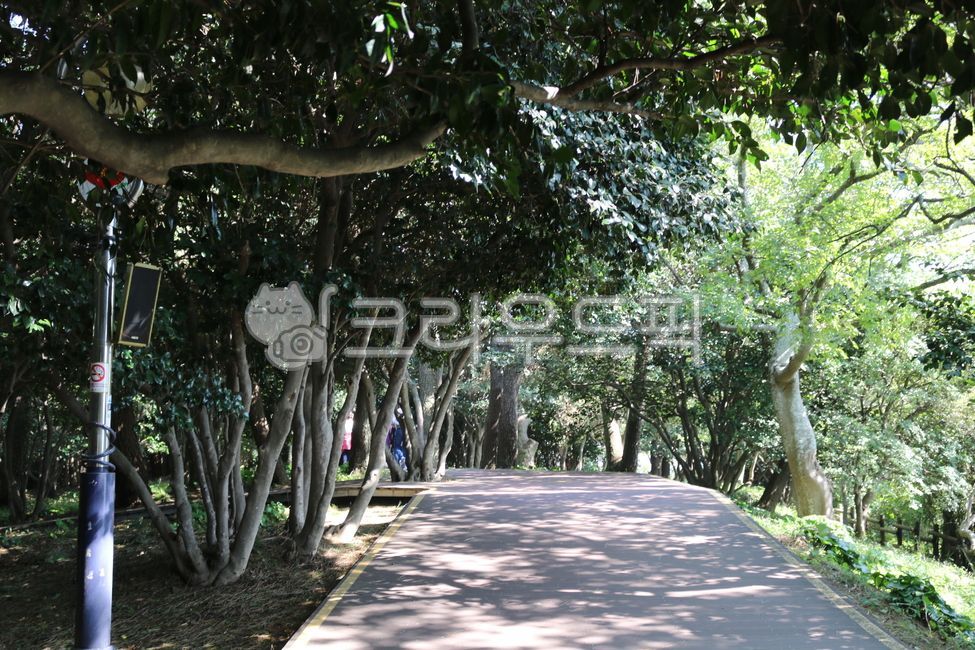 여수,오동도,garden,정원,outdoors,옥외,tree,나무,plant,식물,산책로