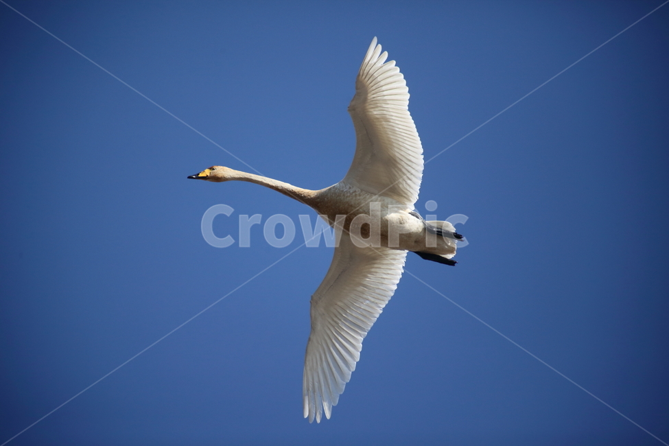 animal,동물,bird,새,고니,백조,swan,큰고니,동물,animal,조류,새,birds