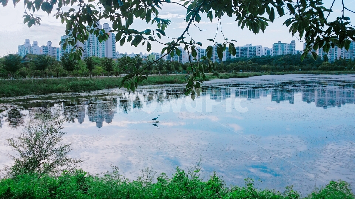 water,물,outdoors,옥외,하늘,공원,가든,파란하늘,구름,나무,강가,가,바다,물고기,배경,나뭇잎,nature,자연,자연광,자연하늘