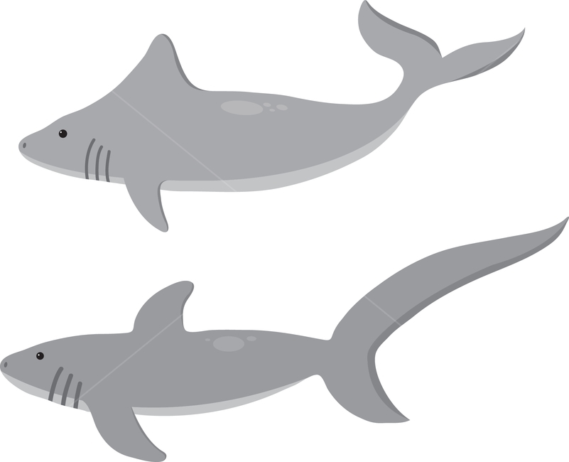 shark,character,illustration,graphic,cute