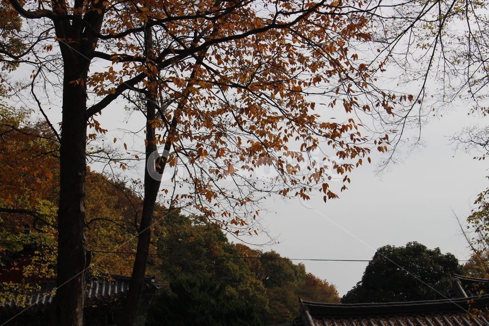 가을,낙엽,하늘,나무,산,가을,계절,fall,autumn,season,자연,풍경,nature,landscape,tree,plant,식물