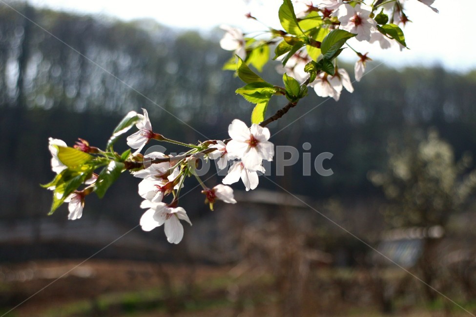 꽃,자연,봄,벚꽃,나무,봄,계절,spring,season,식물,자연,plants,nature,꽃,flower,plant,blossom