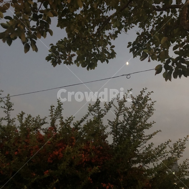 감성,꽃,달,나무,하늘,야경,밤,풍경,nightscape,night,landscape,plant,식물,tree