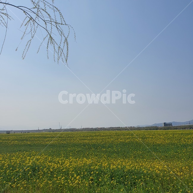 field,outdoors,옥외,들,자연,nature,유채꽃,flower,spring,봄