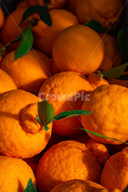 한라봉,감귤류과일,음식,과일,식물,주황색,열매,귤,감귤,자연,citrusfruit,food,fruit,plant,orange,hallabong,식재료,비타민,상큼,제주감귤,천혜향,하우스감귤,레드향,오렌지
