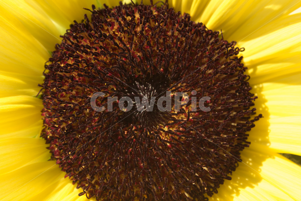 해바라기,해바라기꽃,꽃,노랑,노란색,식물,자연,클로즈업,꽃잎,갈색,브라운,블랙,검은색,flower,sunflower,natural,plant,yellow,nature,brown,black,여름,계절,summer,season,가을,fall,autumn,식물,자연,plants,nature,꽃,flower,blossom,pollen,화분
