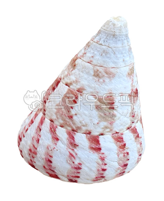 조개, clam, shell, seashell, 조개껍질, 사진,이미지,일러스트,캘리그라피 - machaboo작가