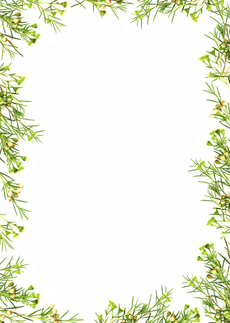 Botanical,flower,spring,background image,petal,background,wax flower,copy space,Botanical background,frame