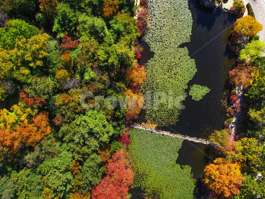단풍,연못,나무,colorful,pond,tree,autumn,fall,가을,드론사진,컬러,color,계절,색,대비,가을,계절,fall,autumn,season,자연,풍경,nature,landscape,plant,식물,leaf,잎