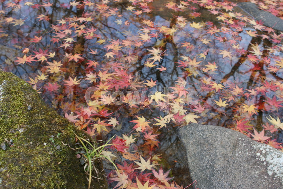 단풍,가을,산,자연,붉은,단풍나무,단풍잎,가을,계절,fall,autumn,season,leaf,잎,plant,식물,tree,나무