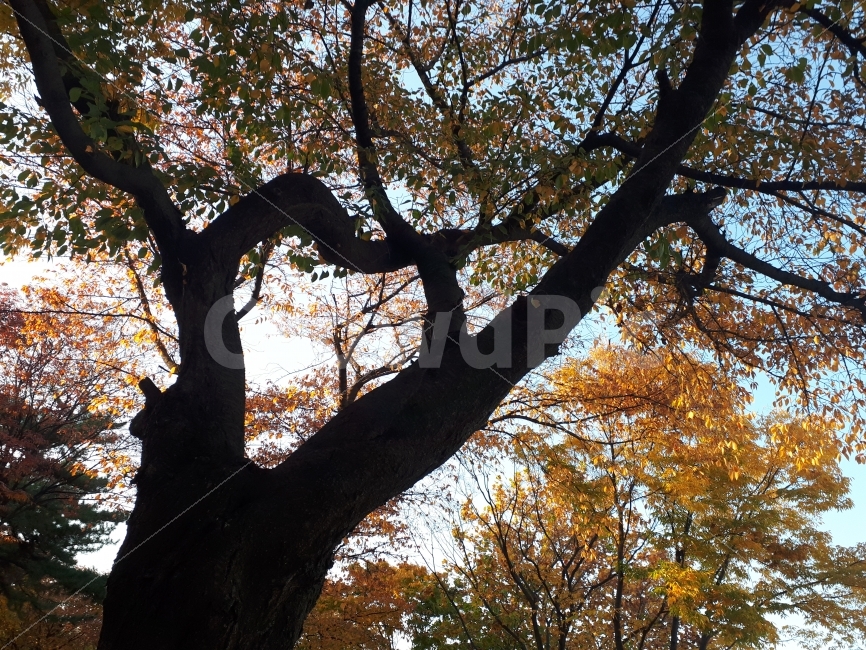 나무,가을,낙엽,식물,나뭇잎,가을,계절,fall,autumn,season,식물,자연,plants,nature,나무,trees,wood,tree,tree trunk,나무 줄기,plant